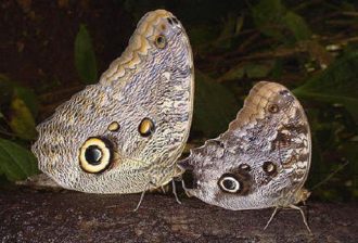 Ausgeschlüpfte Caligo Schmetterlinge